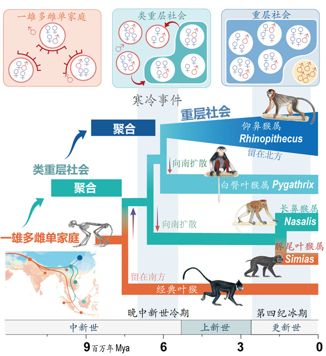 Science封面文章:9001cc金沙金丝猴研究团队首次系统揭示灵长类社会演化之谜_fororder_寒冷事件促进亚洲叶猴社会聚合(供图 齐晓光 赵兰 武进伟)